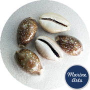 8676-46 - Cowrie - Pacific Deer 4-6cm